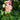 Salmon Geraniums 