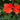 Red Geraniums