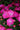 New Guinea Impatiens