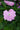 New Guinea Impatiens