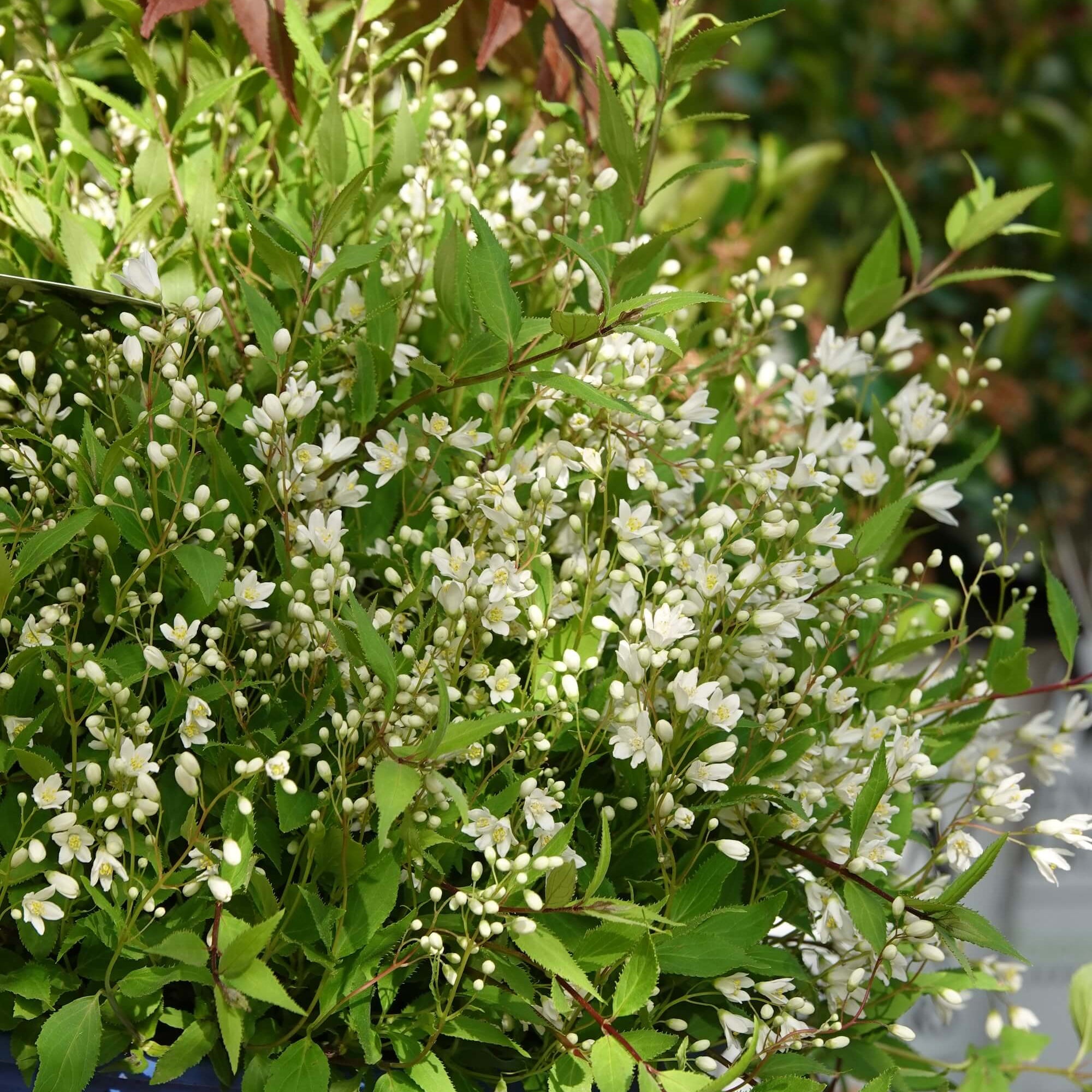 Overdevest Deutzia Nikko