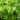 Buxus NewGen® 'Liberty Belle' (Boxwood)