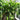Dwarf Tree Jasmine