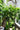 Dwarf Tree Jasmine