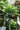 Dwarf Tree Jasmine