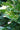 Dwarf Tree Jasmine