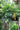 Dwarf Tree Jasmine