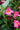 Mandevilla