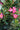 Mandevilla