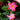 Mandevilla