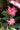 Mandevilla