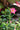 Mandevilla