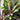 Cordyline
