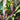 Cordyline