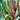 Cordyline