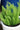 Asparagus Foxtail Fern