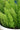 Asparagus Foxtail Fern