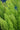 Asparagus Foxtail Fern