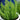 Asparagus Foxtail Fern