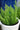 Asparagus Foxtail Fern
