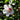 Hibiscus syriacus 'Fiji™' (Rose of Sharon)