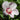 Hibiscus syriacus 'Fiji™' (Rose of Sharon)