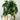 Philodendron Brazil EMMS