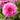 Dahlia Pink
