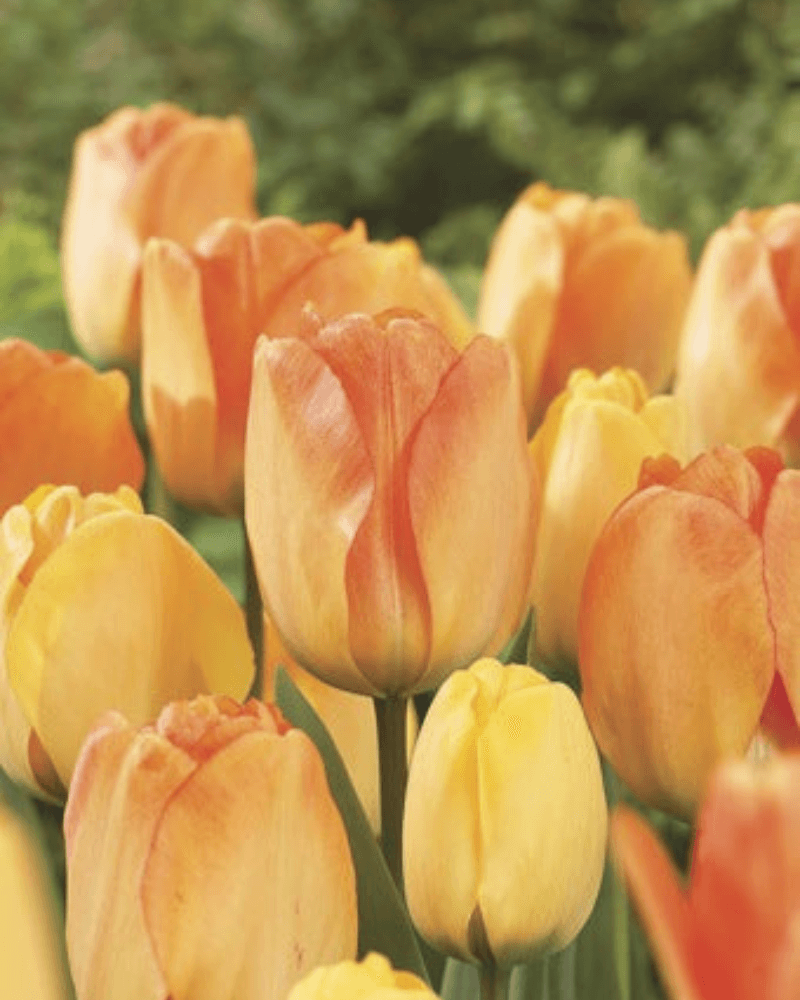 Daydream Tulip Bulbs