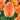 Tulip Darwin Hybrid 'Daydream' Bulbs
