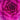 Close-up of a pink ornamental cabbage with intricate patterns.