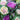 Decorative Cabbage1