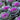 Decorative Cabbage3
