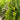 Degroot's Spire Arborvitae