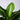 Dieffenbachia 'Sterling'