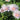 Delosperma ‘Jewel of the Desert Rosequartz’ (Ice Plant)