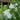 Delphinium grandiflorum 'Hunky Dory™ White'