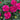Dianthus x Fruit Punch® 'Funky Fuchsia' 