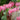 Dicentra 'Spectabilis' (Old Fashioned Bleeding Heart)