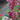 Dicentra Sun Jewels™ 'Pink Diamonds' (Bleeding Heart)