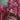 Dicentra Sun Jewels™ 'Pink Diamonds' (Bleeding Heart)