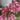 Dicentra Sun Jewels™ 'Pink Diamonds' (Bleeding Heart)