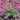 Dicentra x 'Pink Diamonds' (Bleeding Heart)