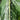 Dieffenbachia Crocodile