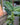 Dieffenbachia 'Reflector'