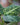 Dieffenbachia 'Reflector'