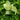 Dieffenbachia Tropic Marianne