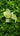 Dieffenbachia Tropic Marianne