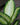 Dieffenbachia 'Tropic Marianne'