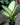 Dieffenbachia 'Tropic Marianne'